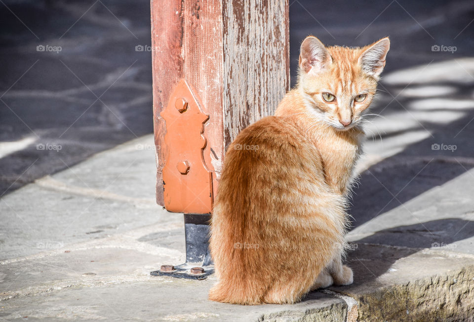 Orange Cat In Yard
