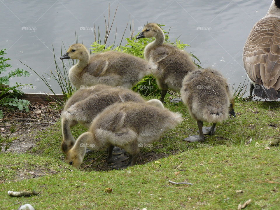 Group Of Five Large Goslings Young Geese Sitting on the river bank eating and looking at the water Fluffy Goose