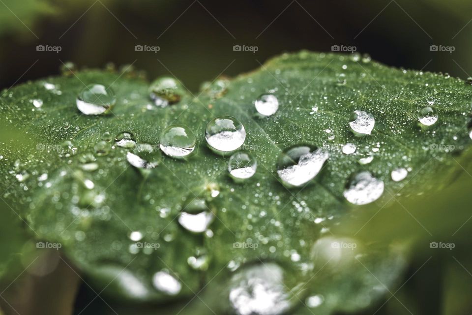 Closeup or macro of small water drops 