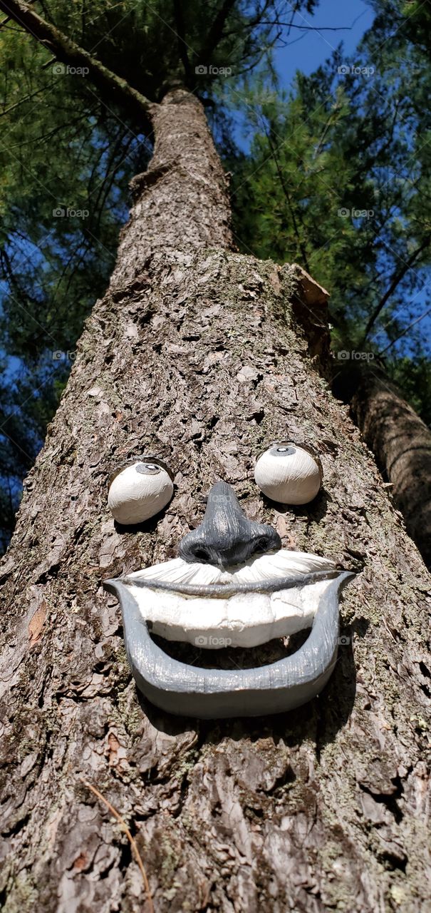 Happy tree face looking up, like he loves the forest & blue sky.