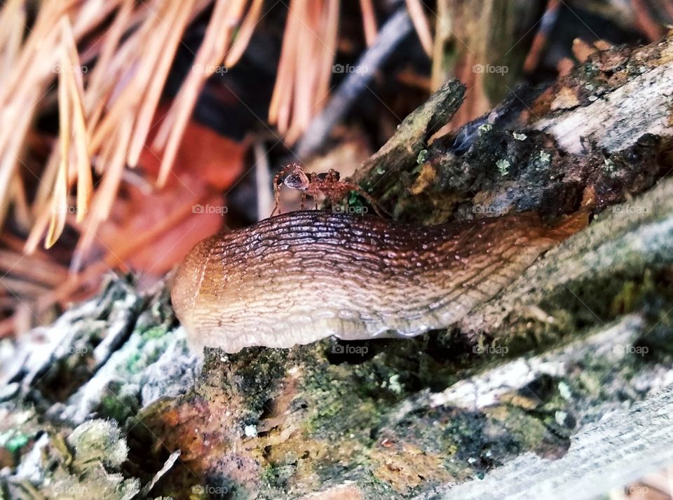 The spider saddled the slug 😁