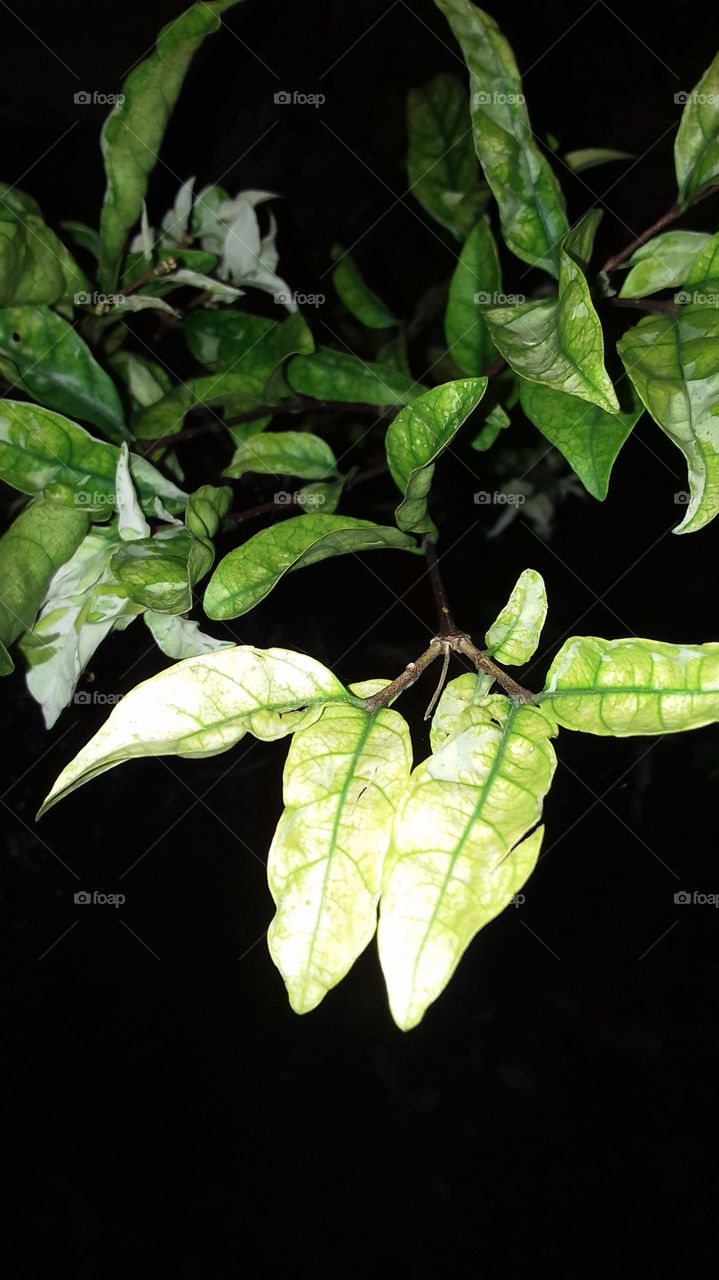 leaves