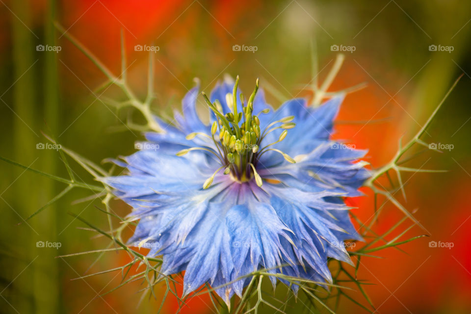 Blue flower