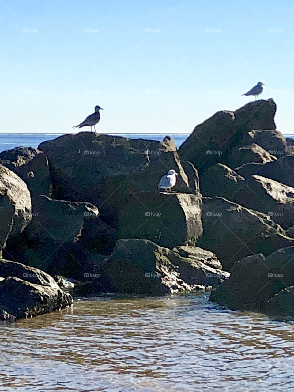 Birds on the rocks at sea