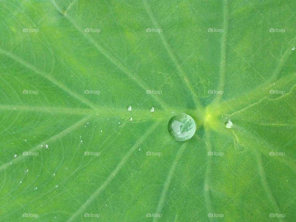 rain drops of water