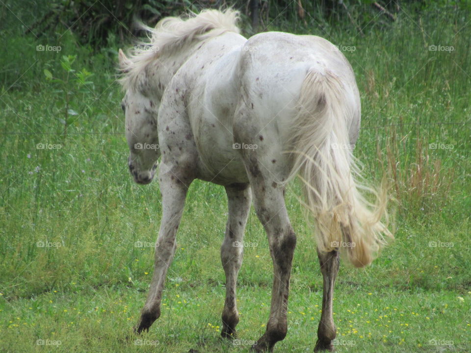 Animal, Mammal, Mane, Grass, Wildlife