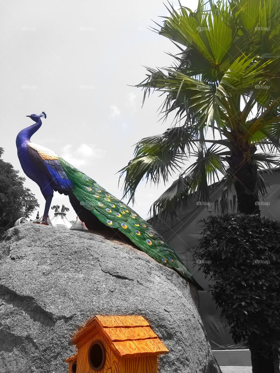 Peacock....