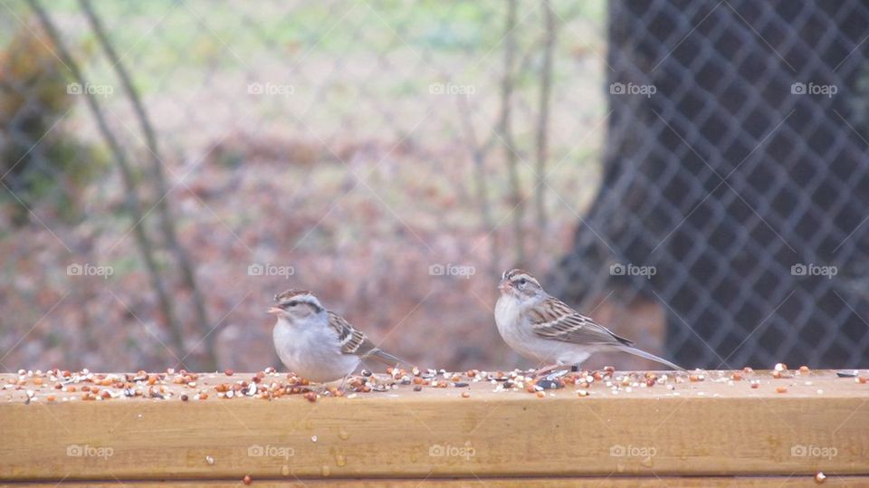 Small birds eating