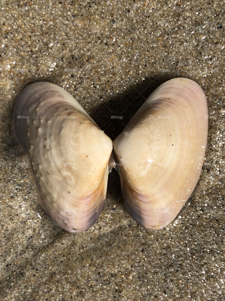 Shell on the Beach
