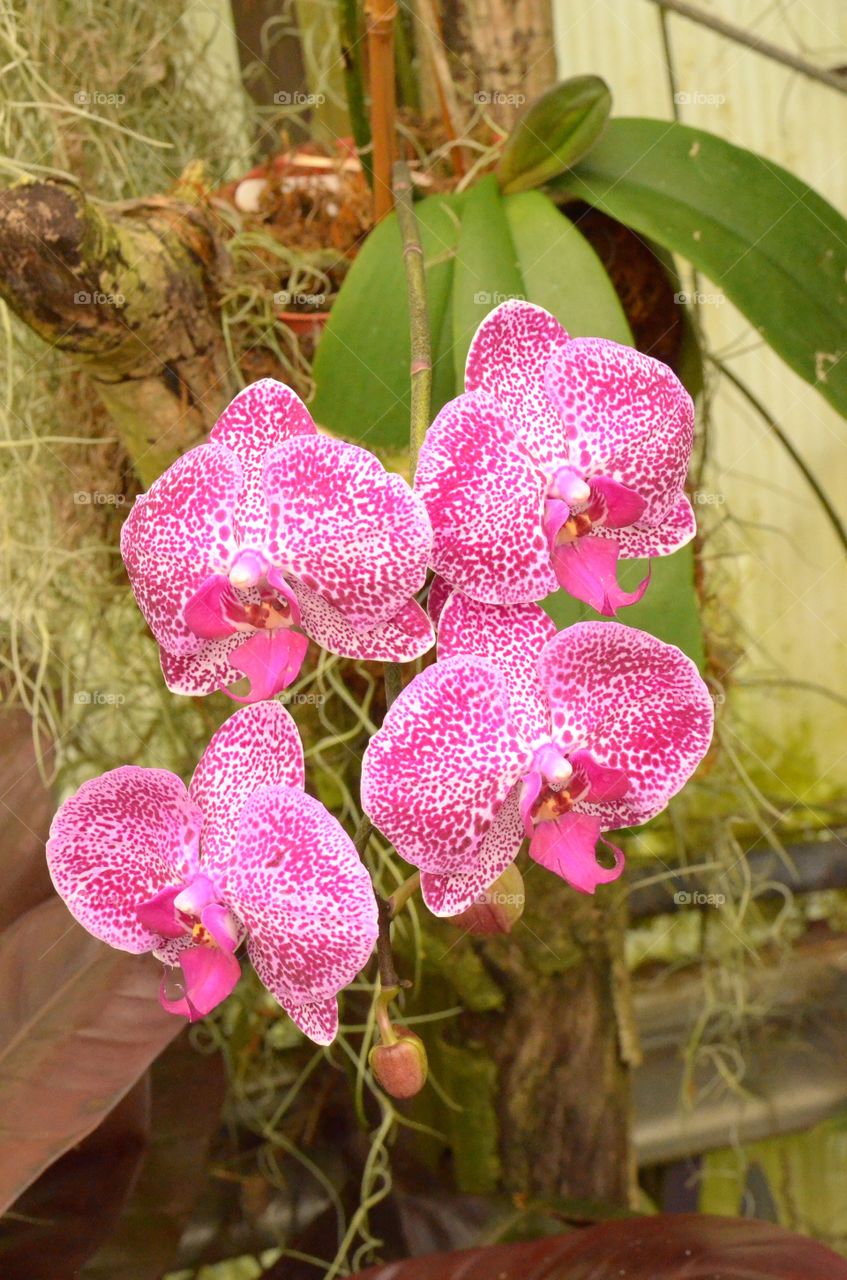 Pink orchids. 