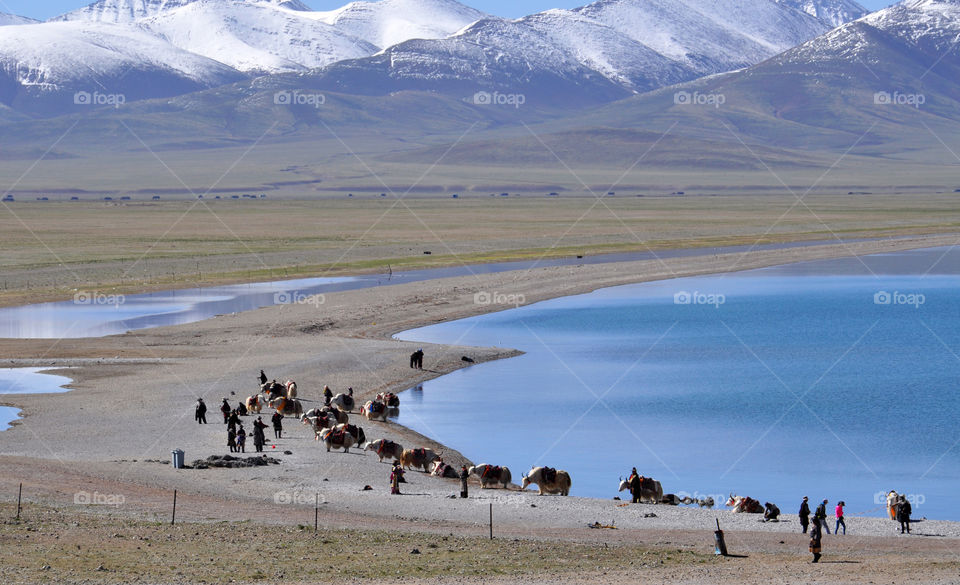 Yaks at the lake