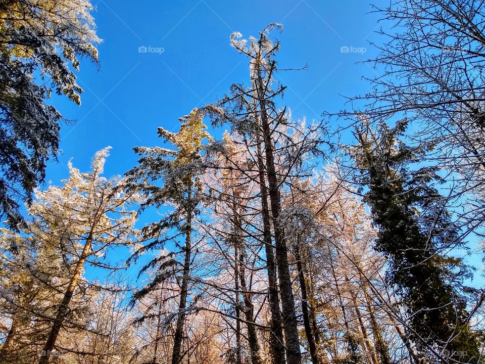 Crisp Morning In Mt. Hood "Love Is In The Air"