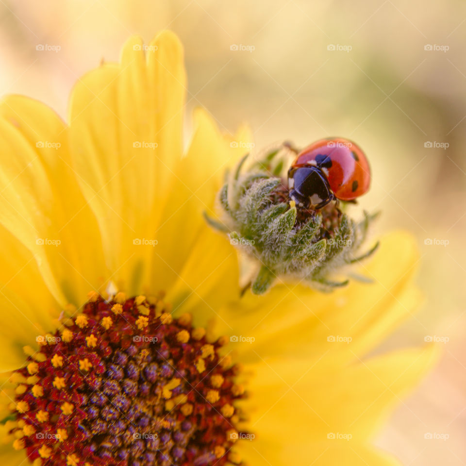 Ladybird on yellow flower