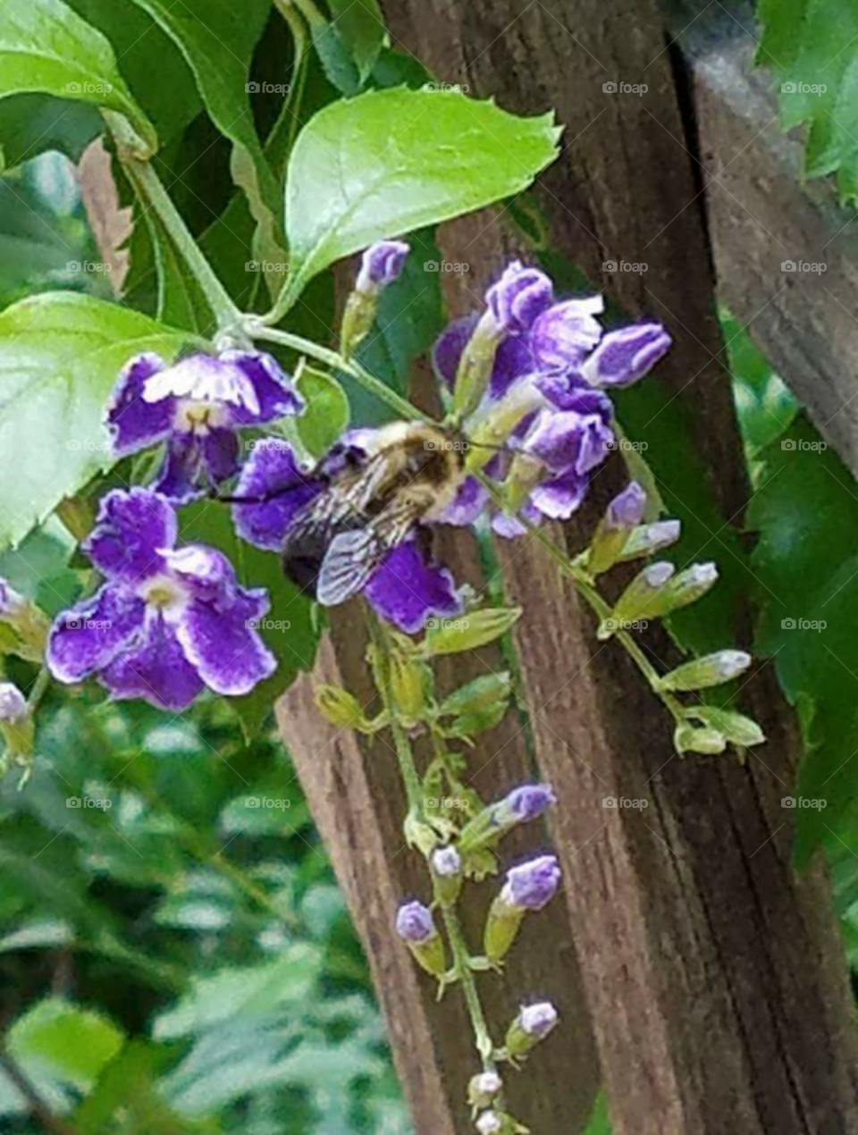 Bees in the garden Springtime