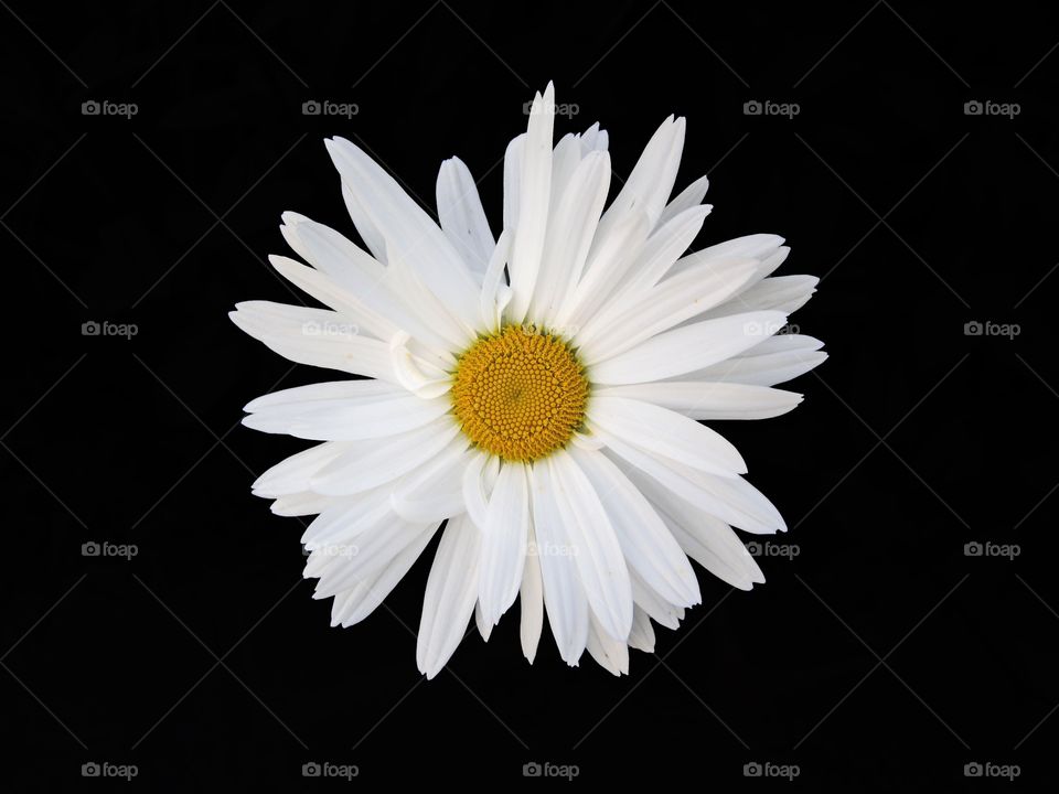 Daisy flower. 