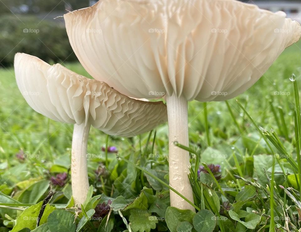 Two toad stools 