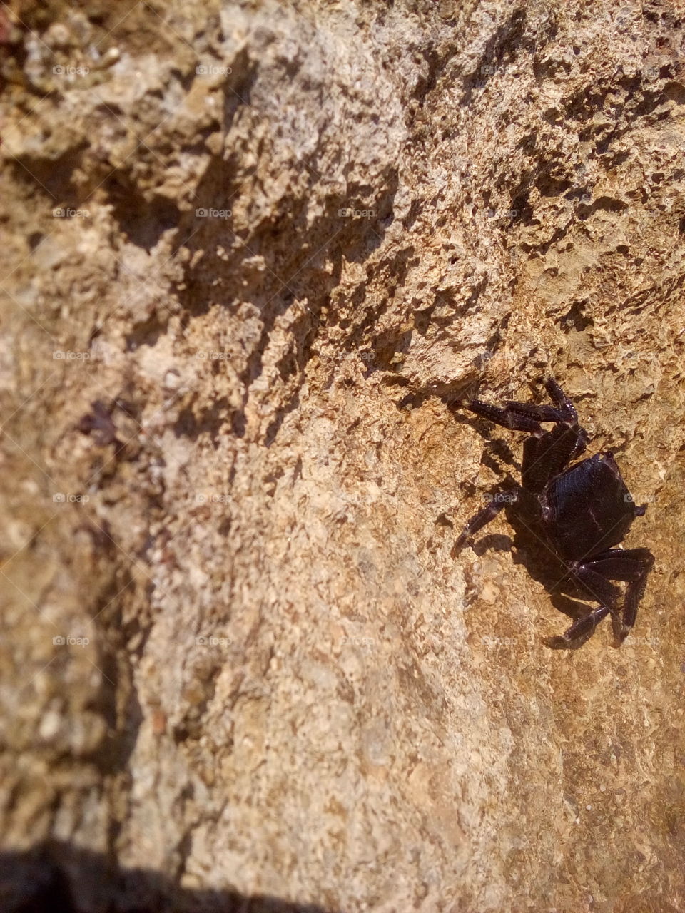 Black Crab on a Rock