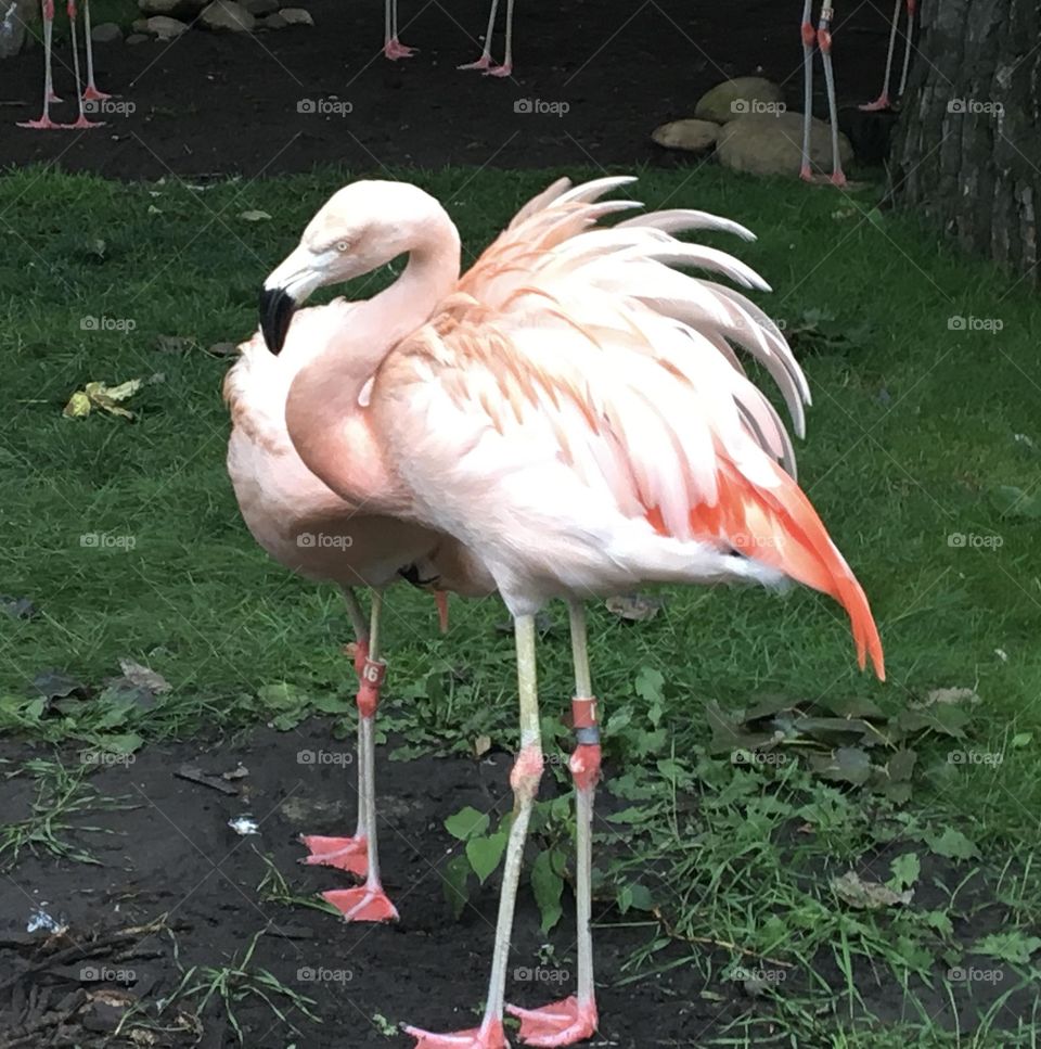 This closeup nature, animal, bird photo, looks like one pink and white flamingo but with 4 legs, it is actually 2 flamingos, at the Calgary Zoo, Alberta, Canada, they are standing in very dark green grass and dark black dirt