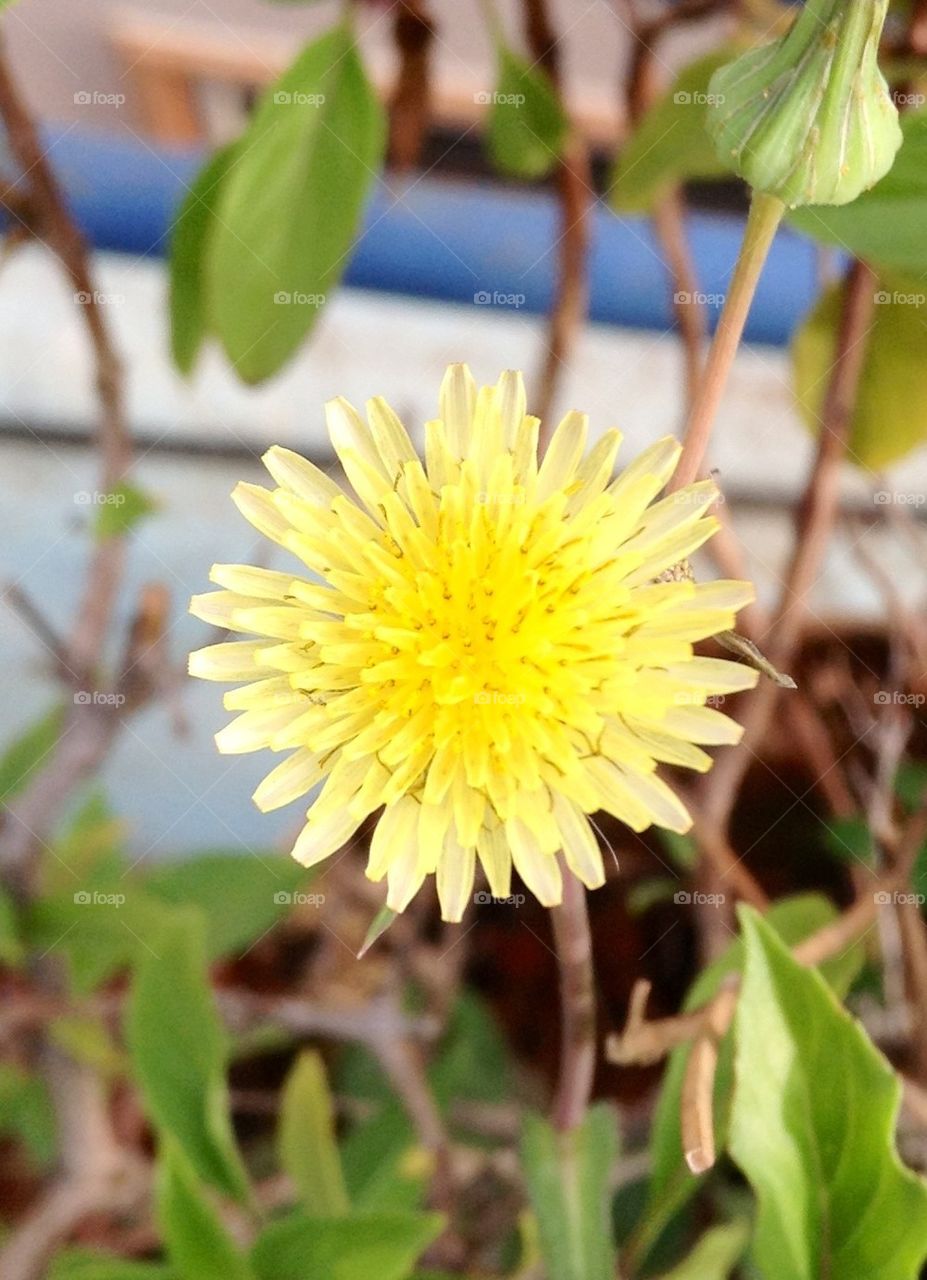 Natural Fire cracker