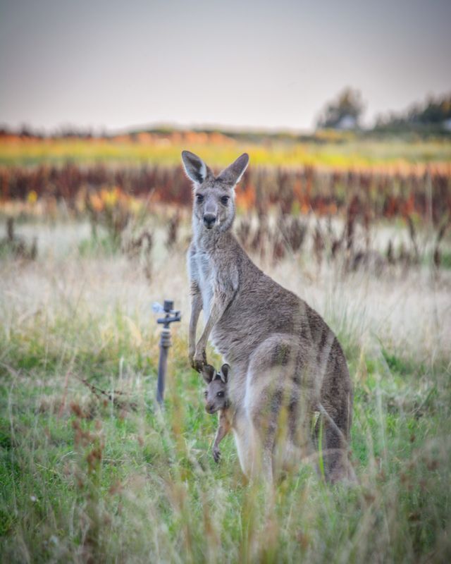 Kangaroo