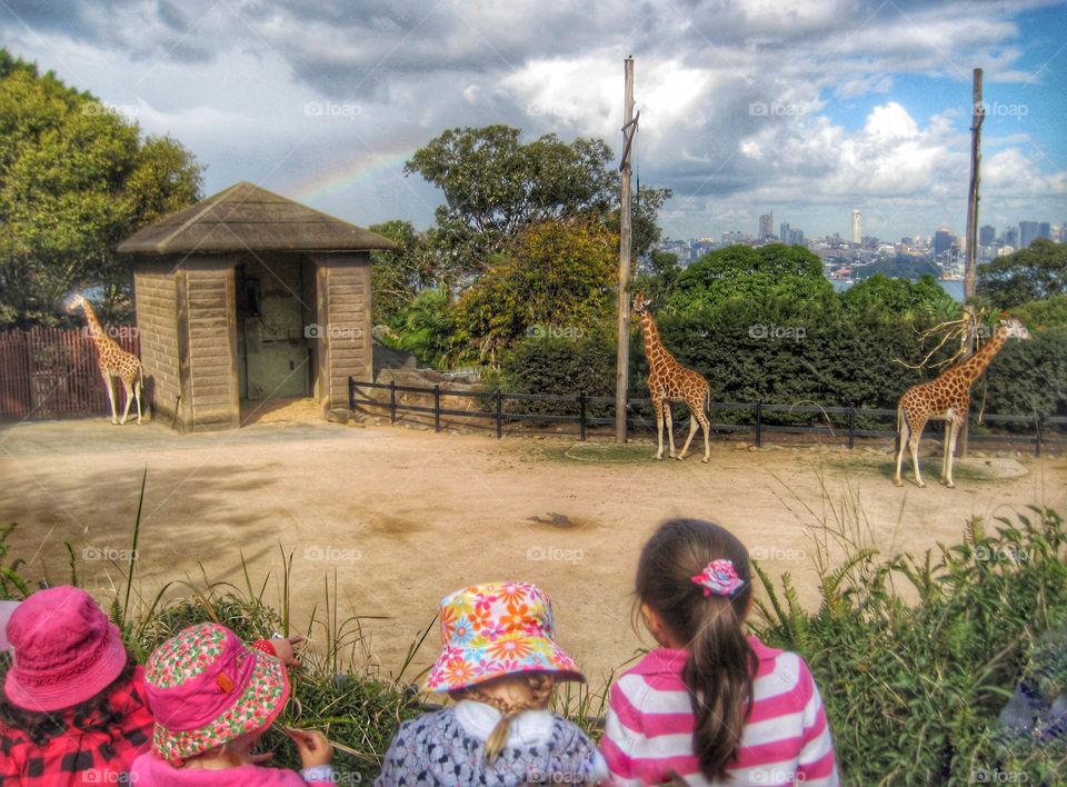 Girls Looking at Giraffes. Rainbow Over Taronga