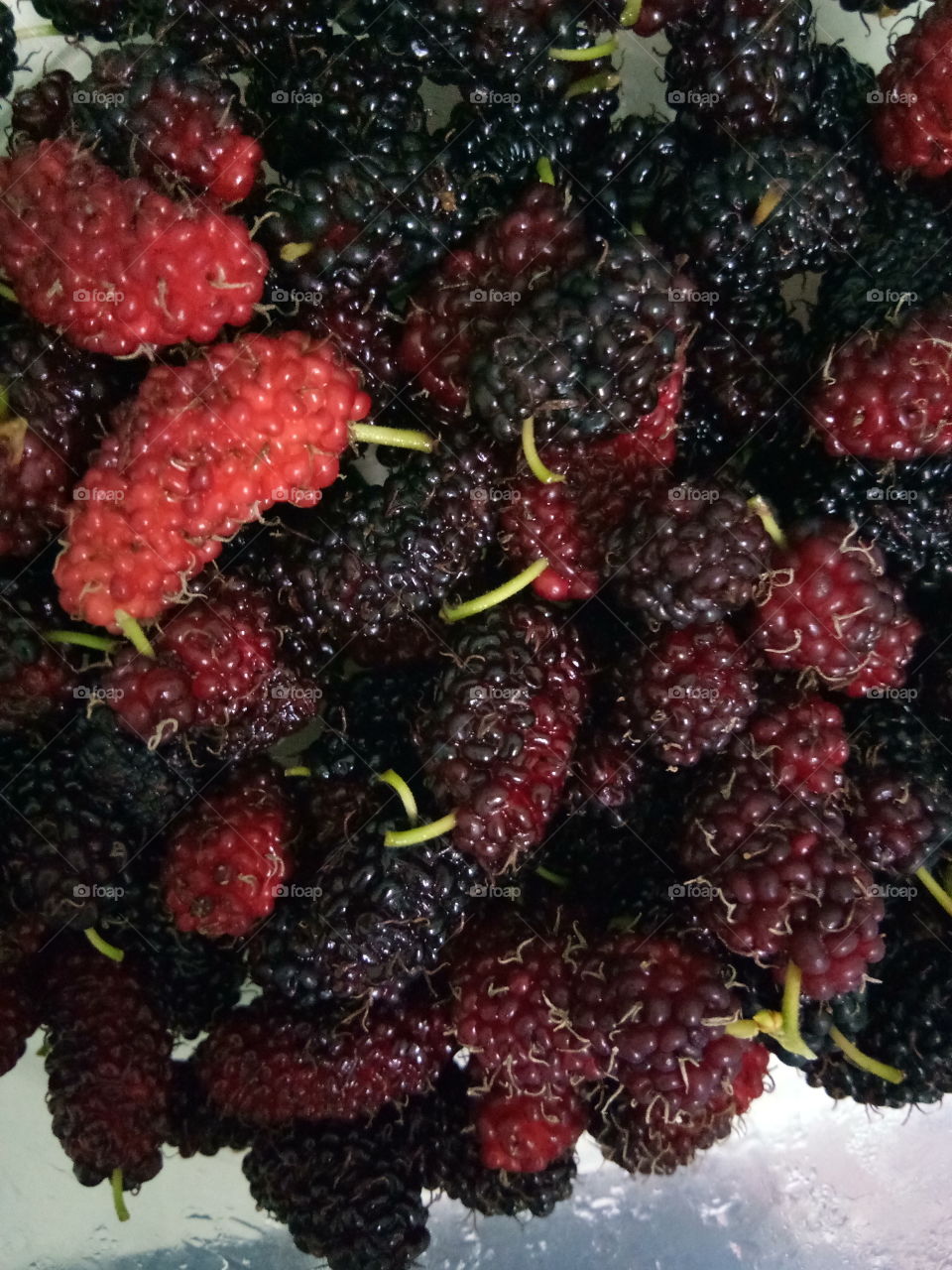 mulberry
food
good
health
slim
red
black