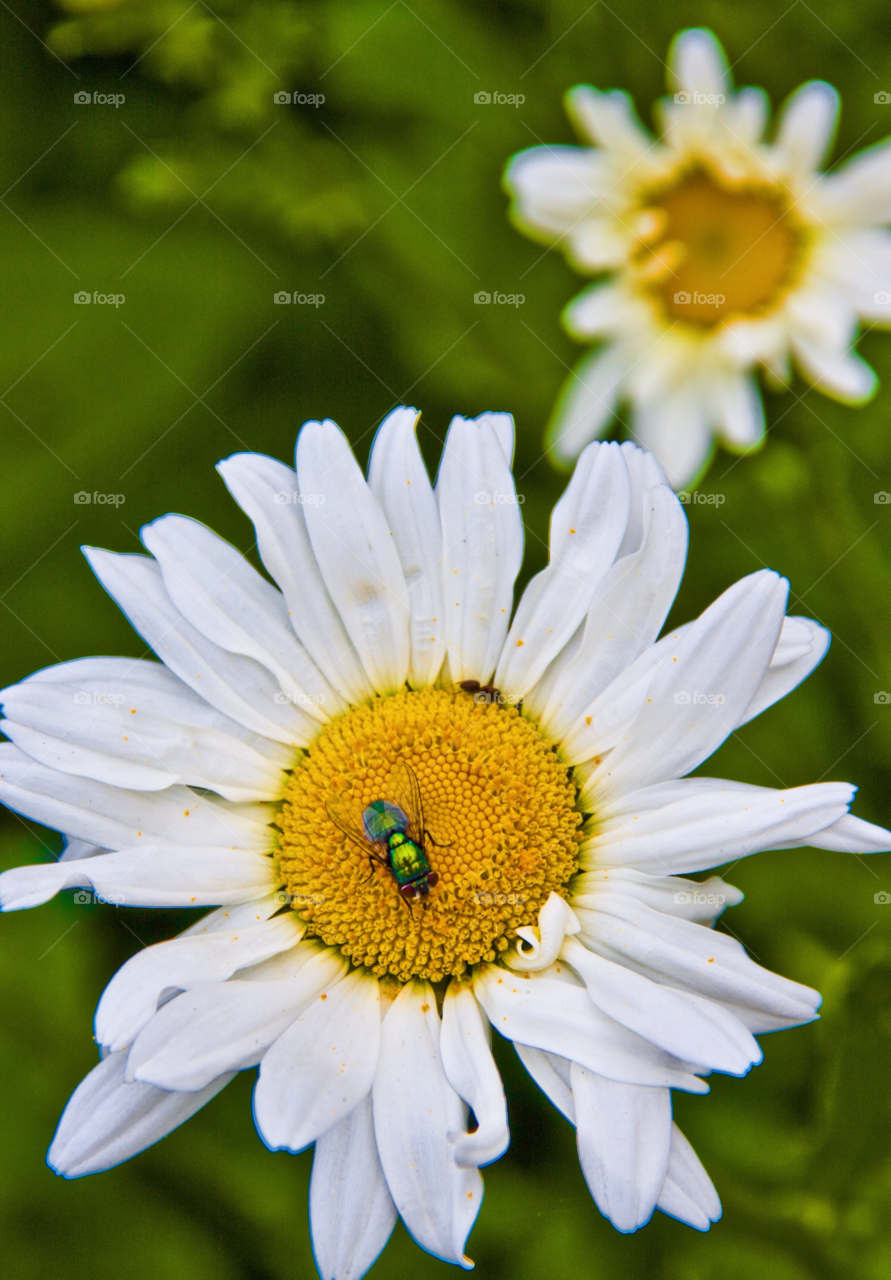 brighton england garden botanical nature by cmosphotos