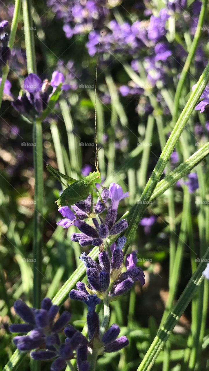 Lavendel Grasshopper 