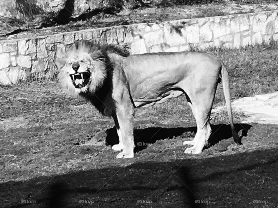 Lion San Antonio Zoo