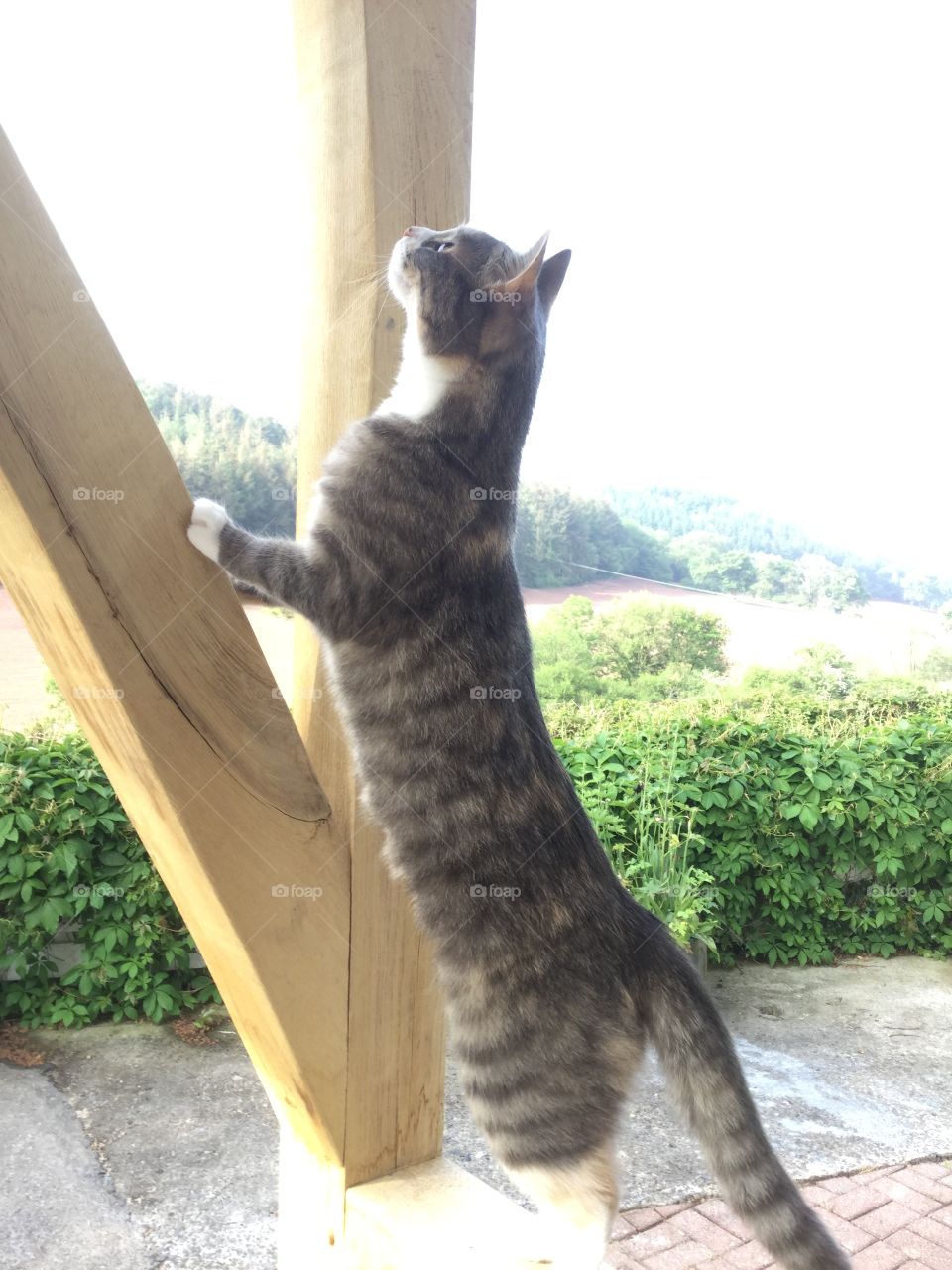 Cat stretching up 