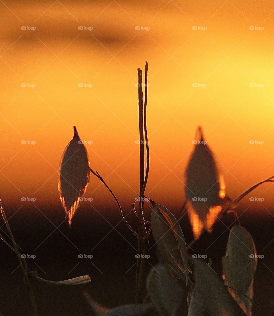 Peaceful oranges and golds 