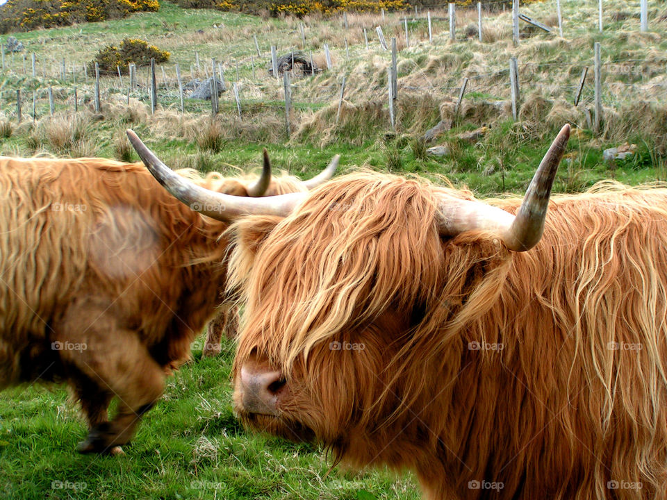 Highland cattle, Scotland