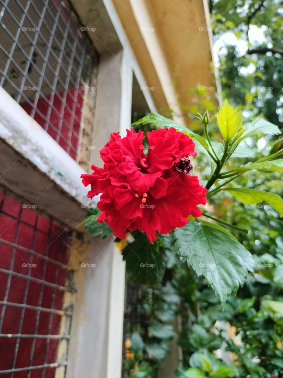 Morning Click On Dasaval