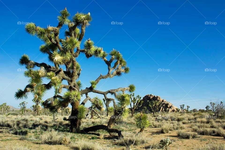 Joshua Tree