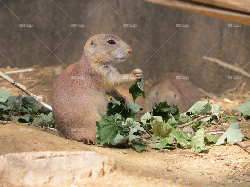 Prairie dog at the Smithsonian National Zoological Park in Washington DC