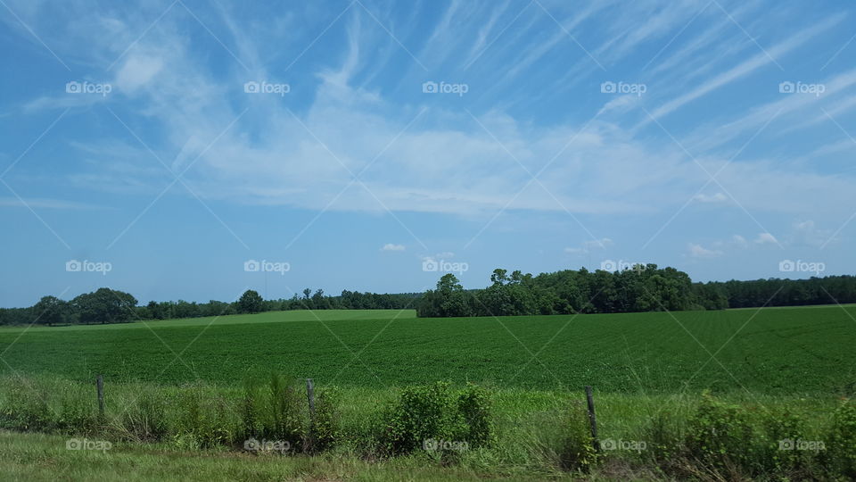 agriculture field