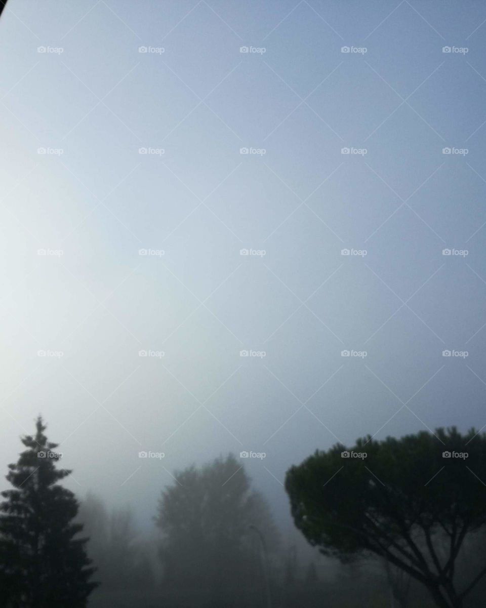 Trees in the fog