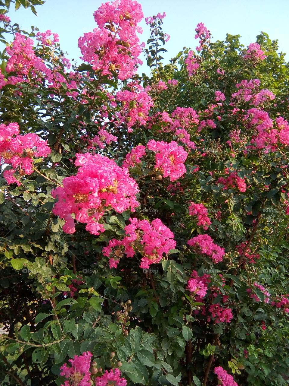 beautiful flowers in a garden