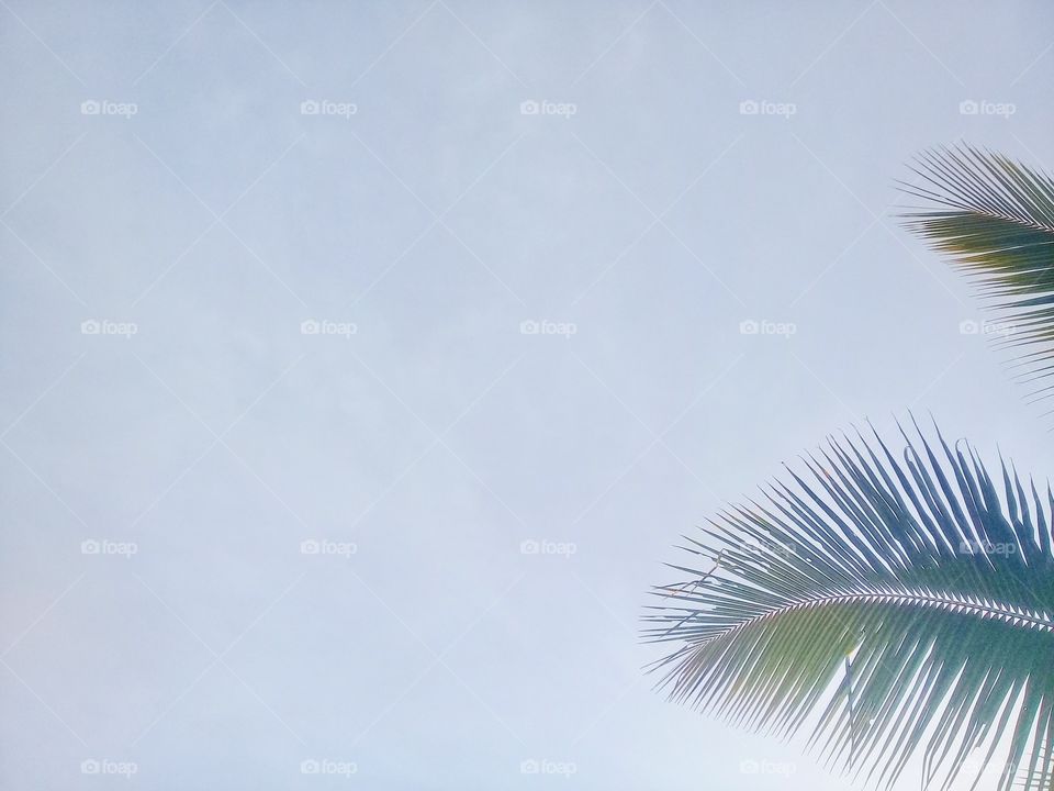 Beauriful blue sky photo with palm leaf frame