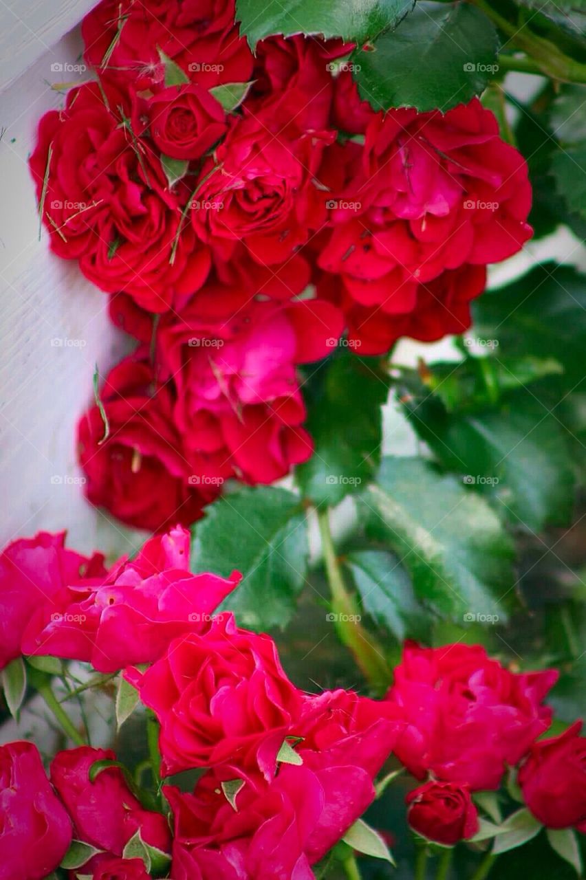 Red Roses