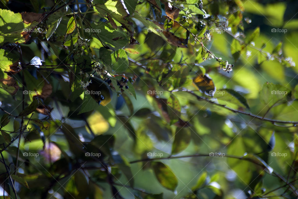 Little goggle eyed bird, enjoying the fruits of the tree.