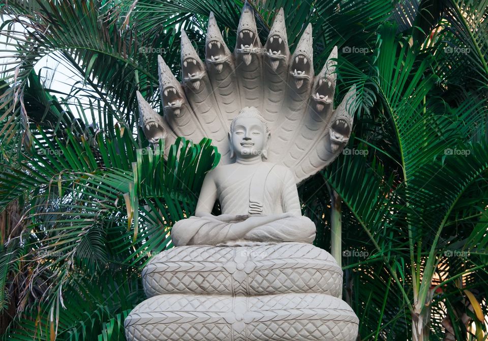 Thai buddha statue covered with naga head in the green leaves background