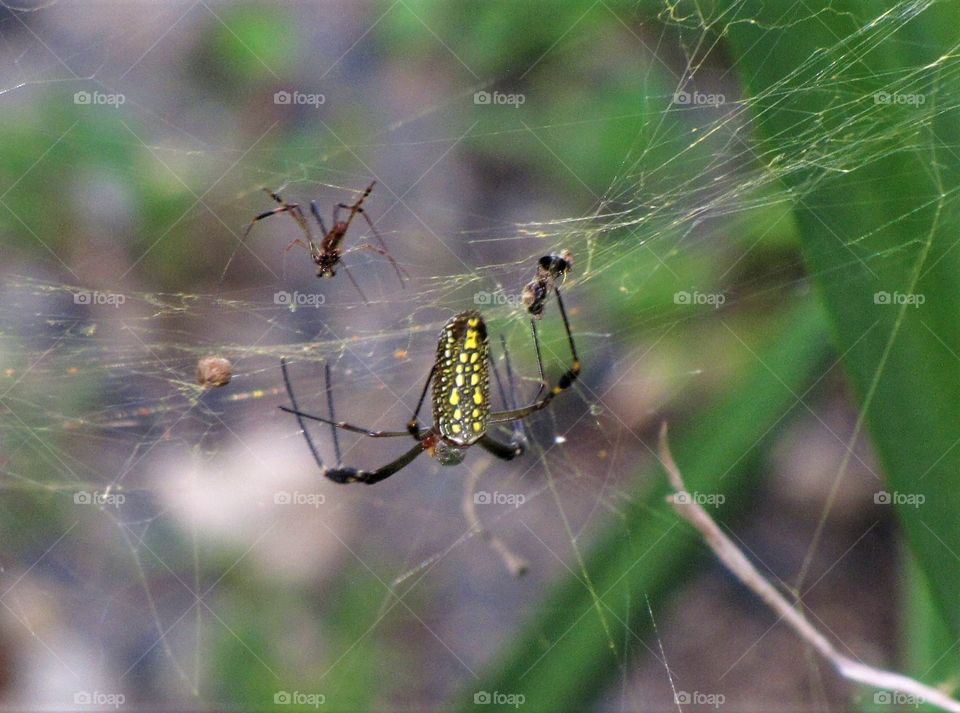 Black and yellow long legged spider in its web