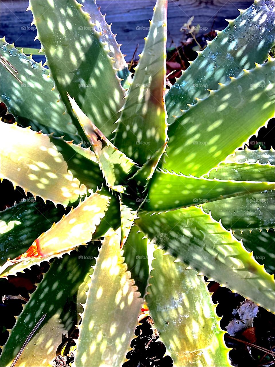 Spotted aloe Vera plant in the sun 