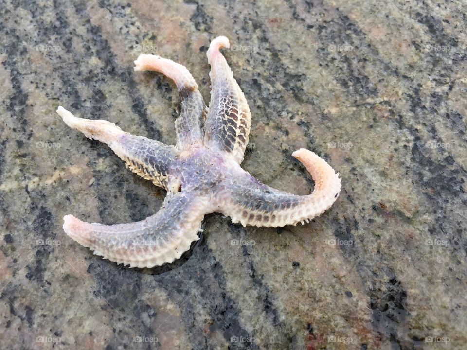 Starfish on beach