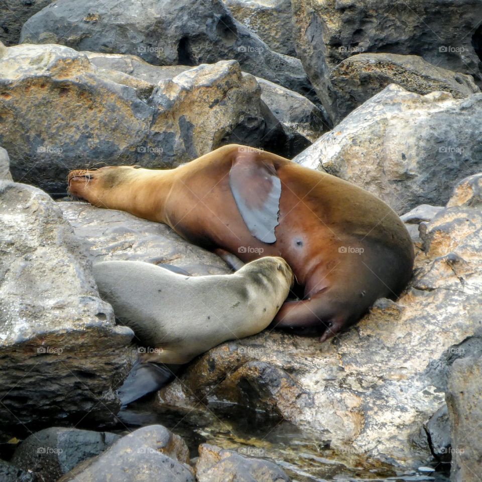 Nursing mother, Galapagos sea lion