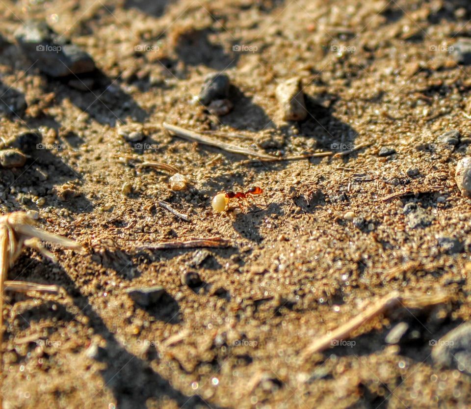ant carrying a larva