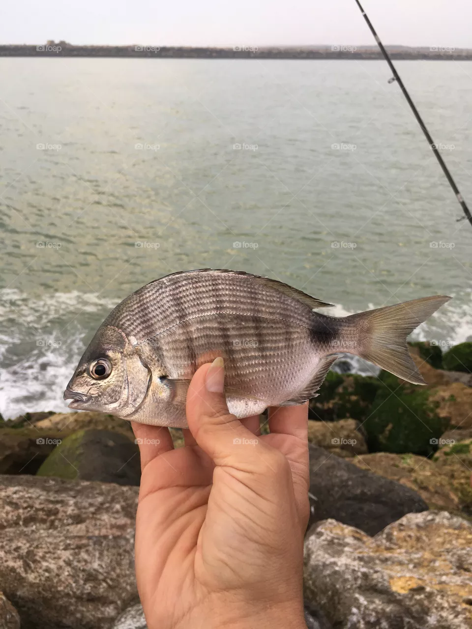 Fresh fish 