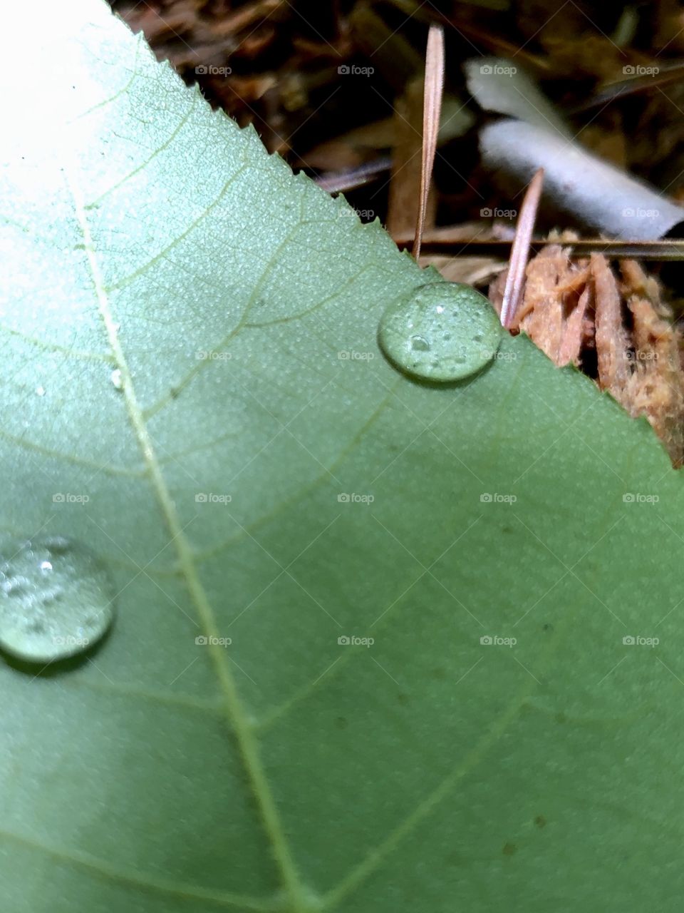 Water droplets on leaf in sunlight 