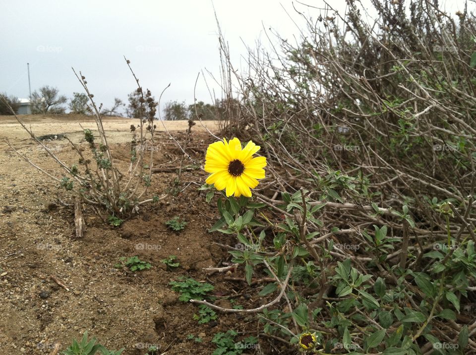 Yellow Flower in the Desert
